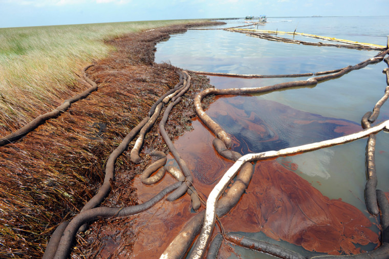 Image: thick crude oil from the BP Deepwater Horizon oil spill is seen collected in the Bay Jimmy marsh section of Barataria Bay