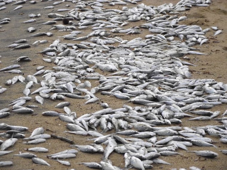 The Maryland Department of the Environment is investigating a fish kill in the Chesapeake Bay in which an estimated two million fish have died.