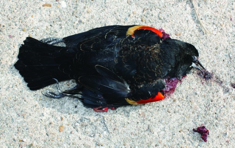 Image: A dead blackbird on the ground in Beebe, Arkansas,