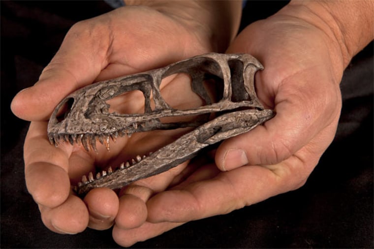 Image: Eodromaeus skull (made of replica bones)