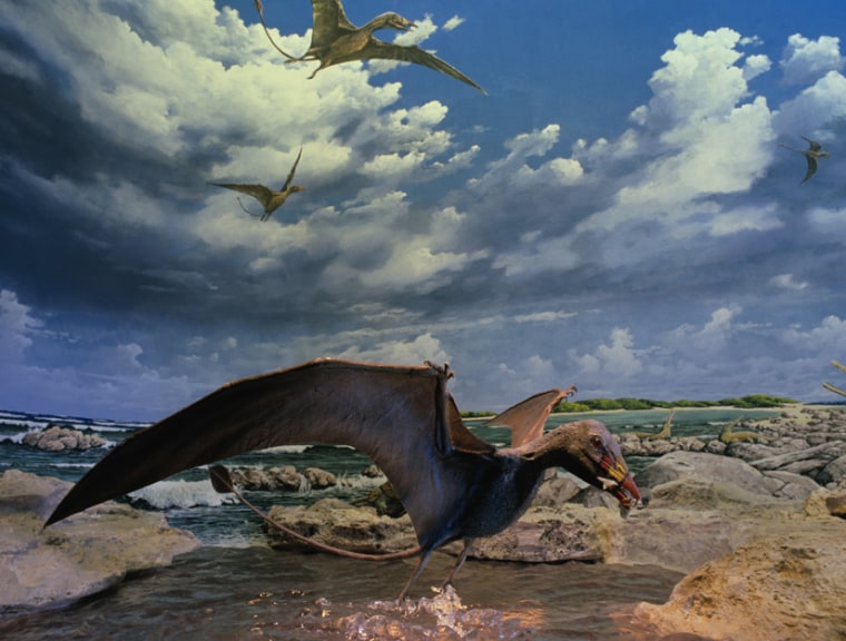 Image: Pterosaur Eudimorphon ranzii