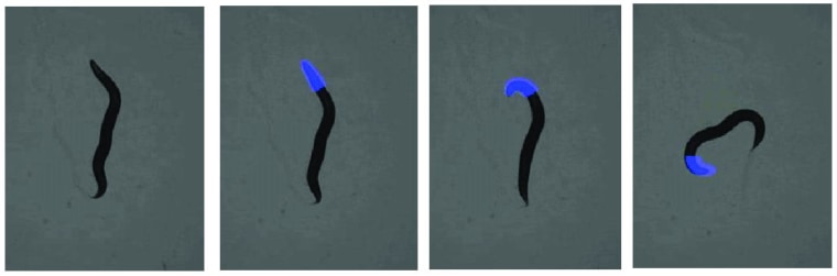 A sequence of images shows what happens when researchers illuminated the head of a worm expressing light-sensitive reagents. The light produces a coiling effect in the head and causes the worm to crawl in a triangular pattern.