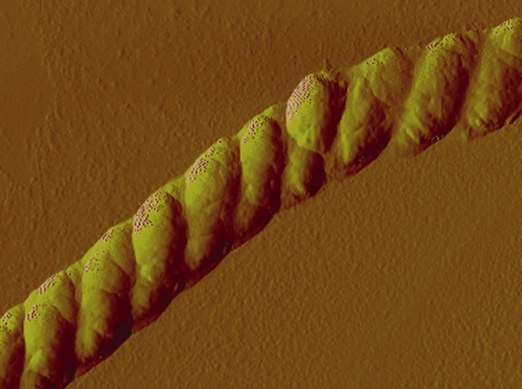 This is a nanoscale rope that braids itself, as seen in an atomic-force microscopy image of the structure at a resolution of one-millionth of a meter. 