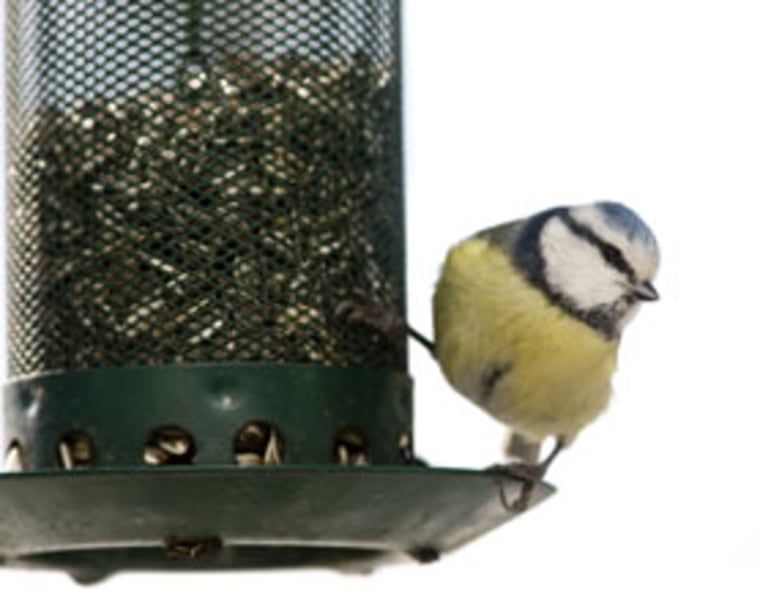 But two new studies suggest that feeding birds at bird feeders in the spring can influence behavior in surprising ways. Some experts suggest a hiatus.