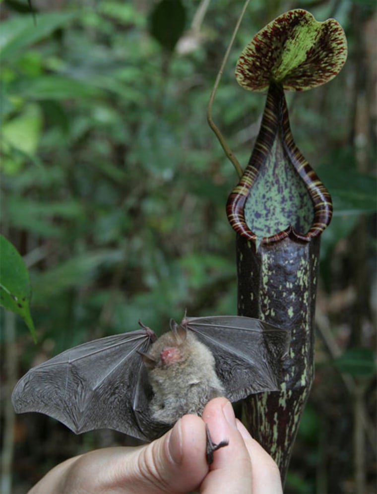 Bats and pitcher plants have a pretty good working relationship. 