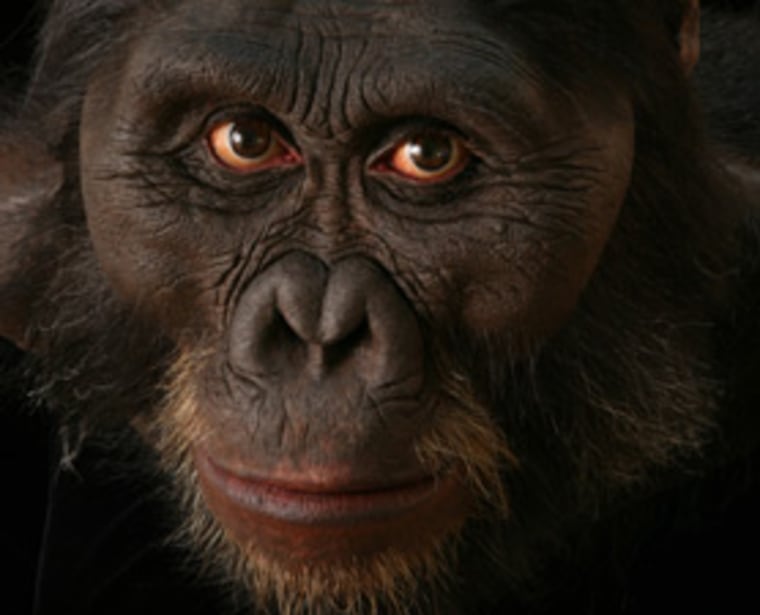 A reconstructed head of Australopithecus afarensis for an exhibit at the Smithsonian's National Museum of Natural History. 