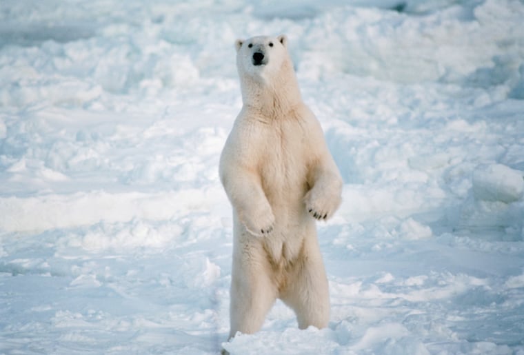 The largest individual bear from an existing species was a polar bear that weighed 2,200 pounds.