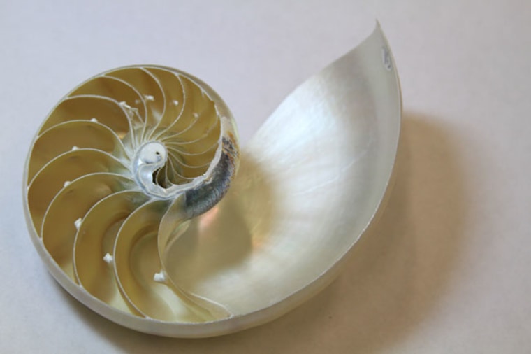 The mother of pearl that coats the inside of the shell is arranged in a brickwork structure that makes the shell both tough and strong. 