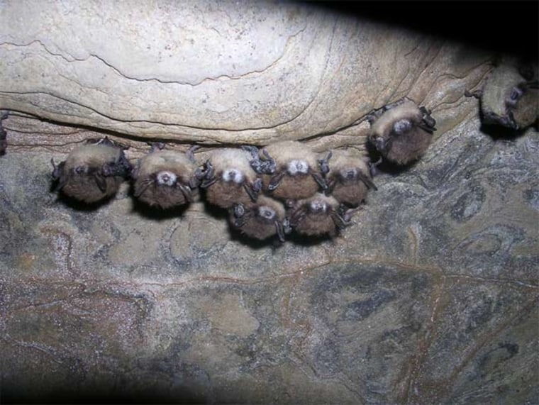 Little brown bats hang from a surface of a hibernation cave in New York. The bats' muzzles are covered with a white, powdery fungus.