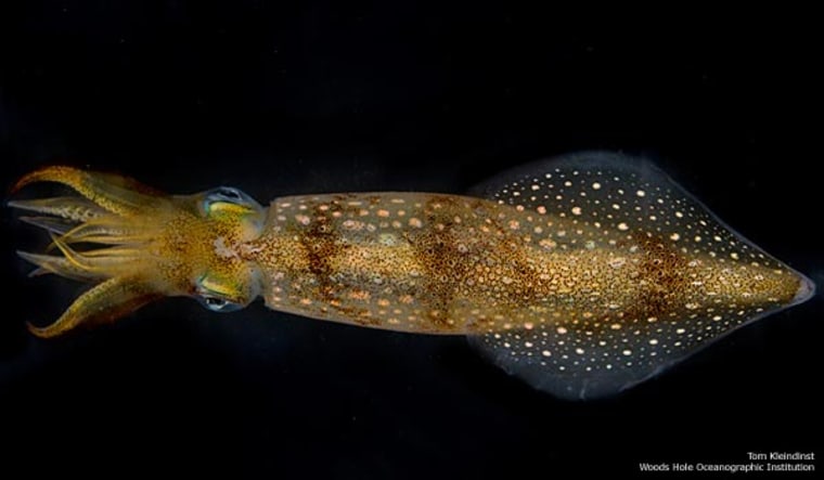 The squid species Loligo pealii is the object of biologist Aran Mooney's research on the mechanism of hearing for the Woods Hole Oceanographic Institution in Massachusetts. 
