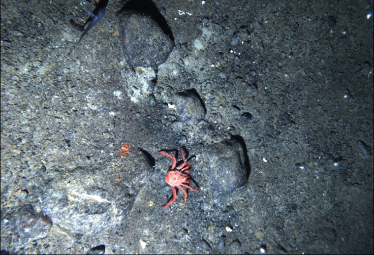 Image: Crab on seafloor