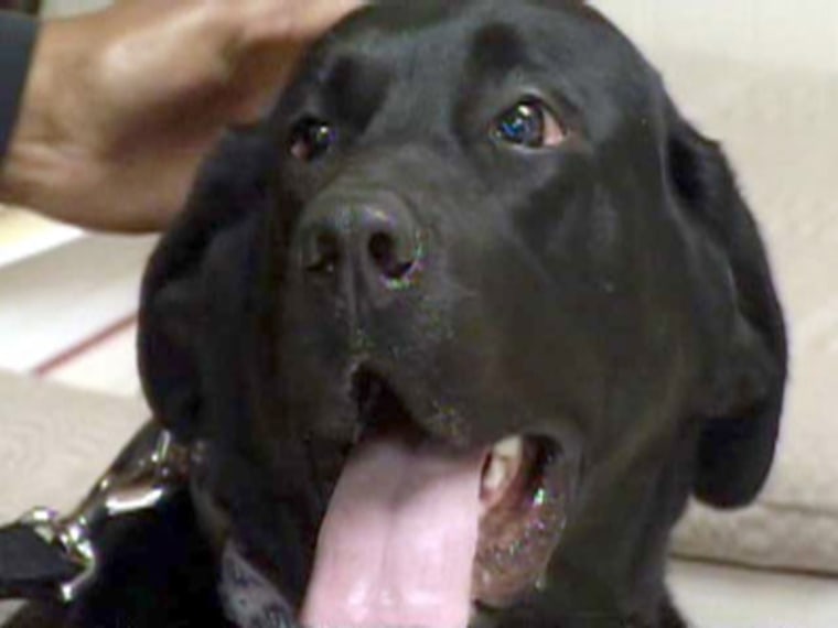 Who's a good girl? Sierra, a three-year-old black lab, may be taking long walks again thanks to a stem cell operation. 