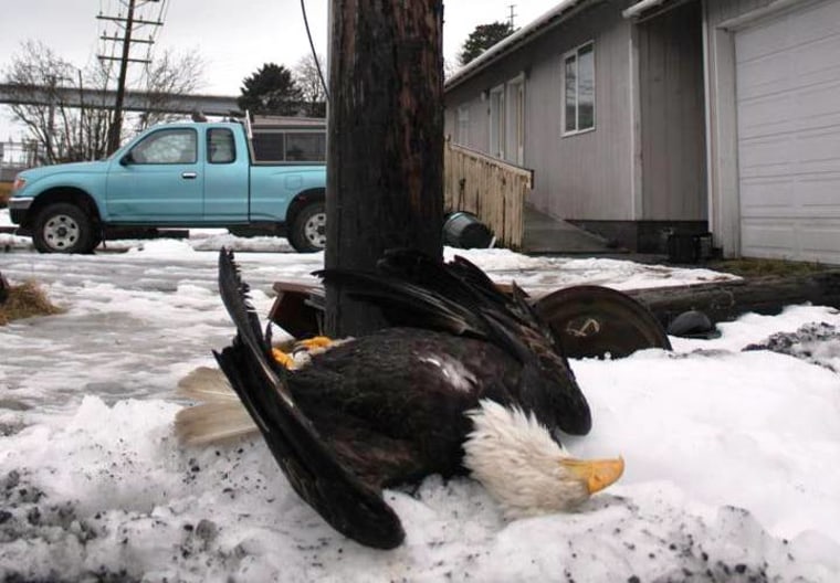 Bald eagle survived 25 years — until electrocution