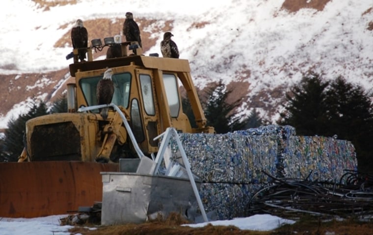 Eagles hang out at the garbage dump in Kodiak, Alaska.