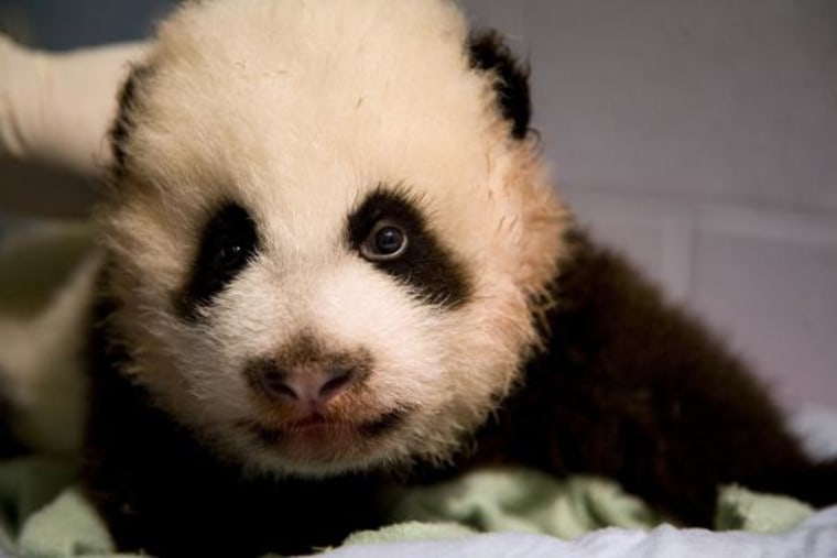 Say hello to Po, Zoo Atlanta's newest giant panda cub. Po, a male, was born Nov. 3, 2010.