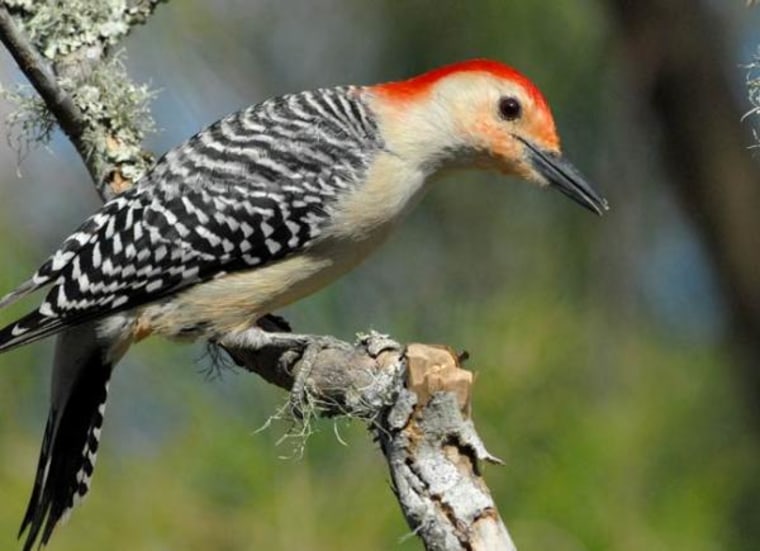 A red-bellied woodpecker photographed in Texas during 2010's Great Backyard Bird Count.