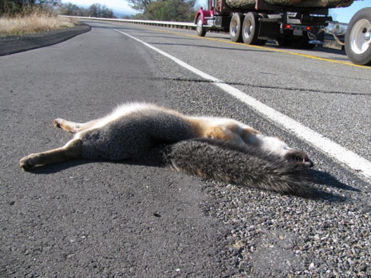 This is a photograph of a gray fox that died in a collision with a vehicle on California's Deer Creek Highway. The death was recorded in the road kill observation system.