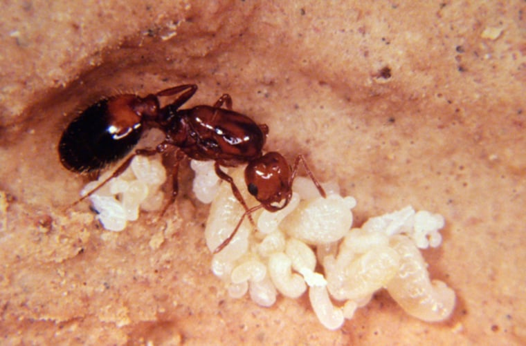 A colony-founding queen of the invasive species of fire ant that is believed to have spread to California, China and Australia from the southern U.S.