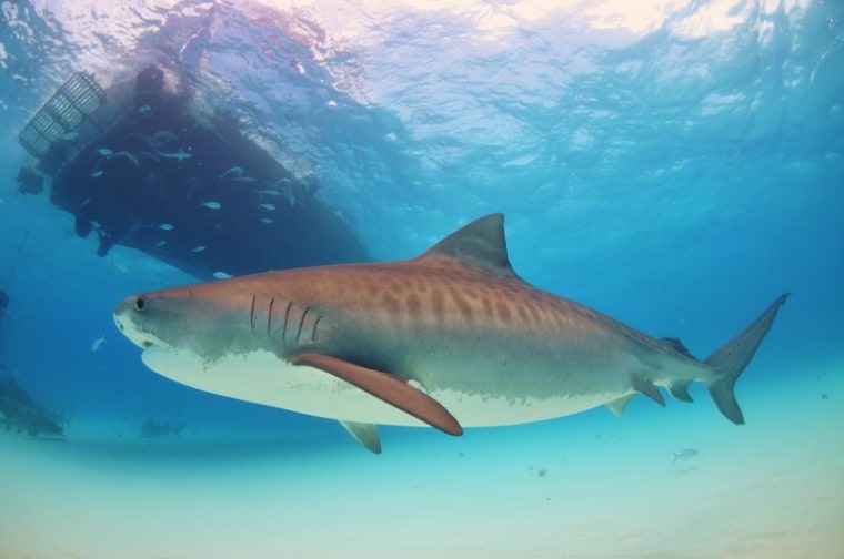 Tiger sharks seem to be particularly talented when it comes to their ability to swim on target. 