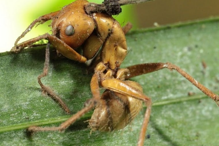 A dead ant, after being zombified by a species of parasitic fungus. The brain-controlling fungus turns ants into zombies that do the parasite's bidding before it kills them.