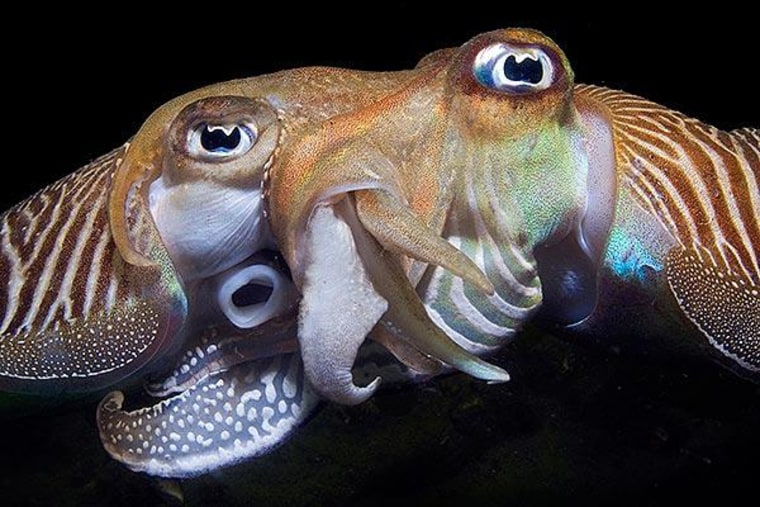 Last year's winner in the University of Miami contest captured two cuttlefish mating.