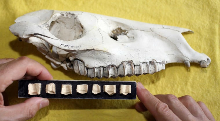 To better understand how horses' teeth evolved over time due to diet and climate change, researchers ranked the sharpness of the cusps of the molars of fossil horses. 