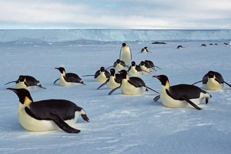 Scientist have long feared that global warming and the loss of sea ice could be particularly devastating for emperor penguins such as these. 