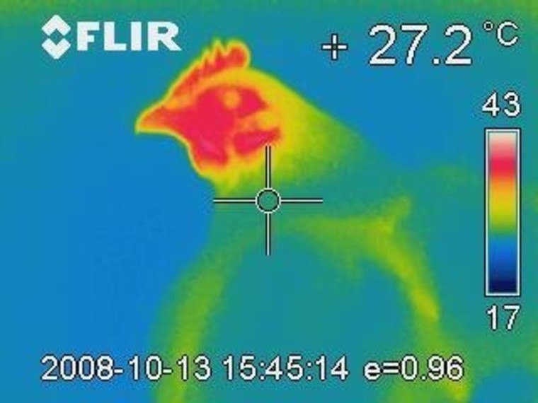 When discomfort was directed at their chicks, mama birds responded with a stress response equivalent to fight-or-flight behavior: Hens' heart rates increased and their external temperatures changed. Image above shows the face of a worried hen — increased flushing and cold eyes. 