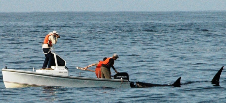 Researchers photograph great white sharks that were lured to their boat by a seal-shaped decoy. 