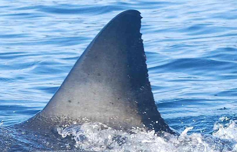 Unique markings on white sharks' fins can be used to identify individuals.
