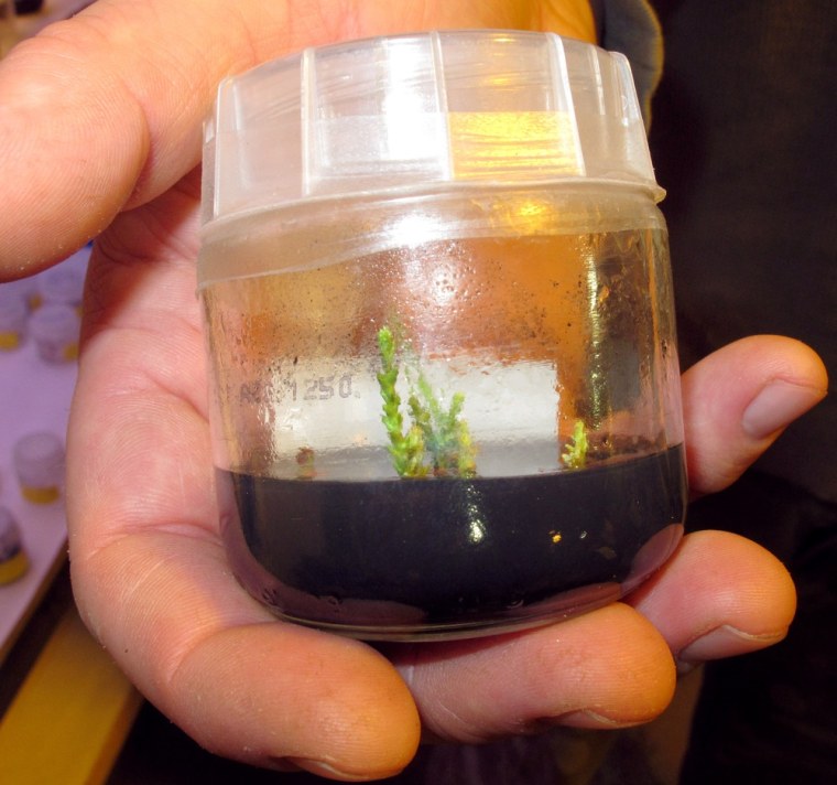 Image: Tiny stems from a giant sequoia