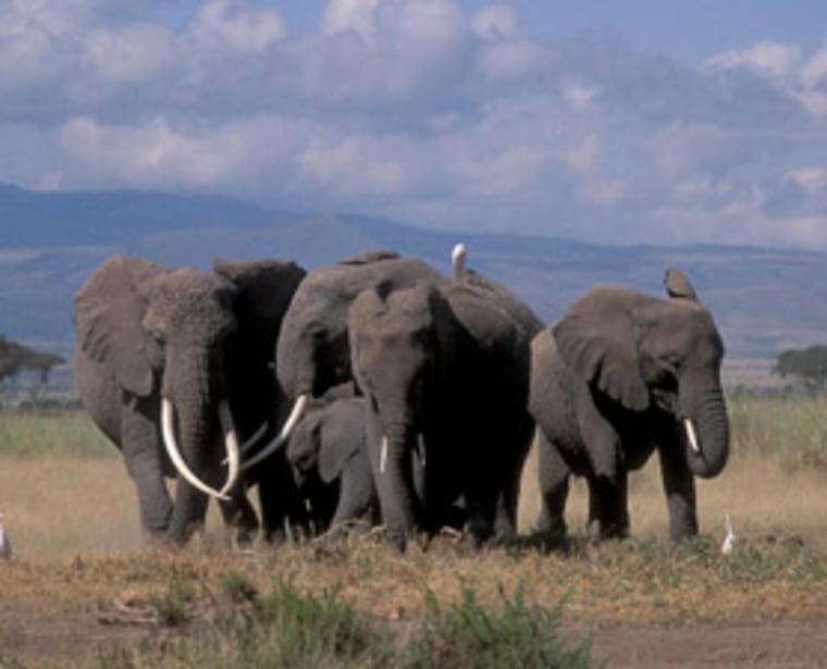 Elephants in Amboseli National Park. Research on 1,500 elephants living within 58 distinct family groups in the park shows that older elephants are best at keeping a herd safe.