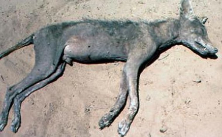 Coyotes suffering from severe cases of mange, like this one, may be the real El Chupacabras. The monster is so popular, it even has a fan club on Facebook.