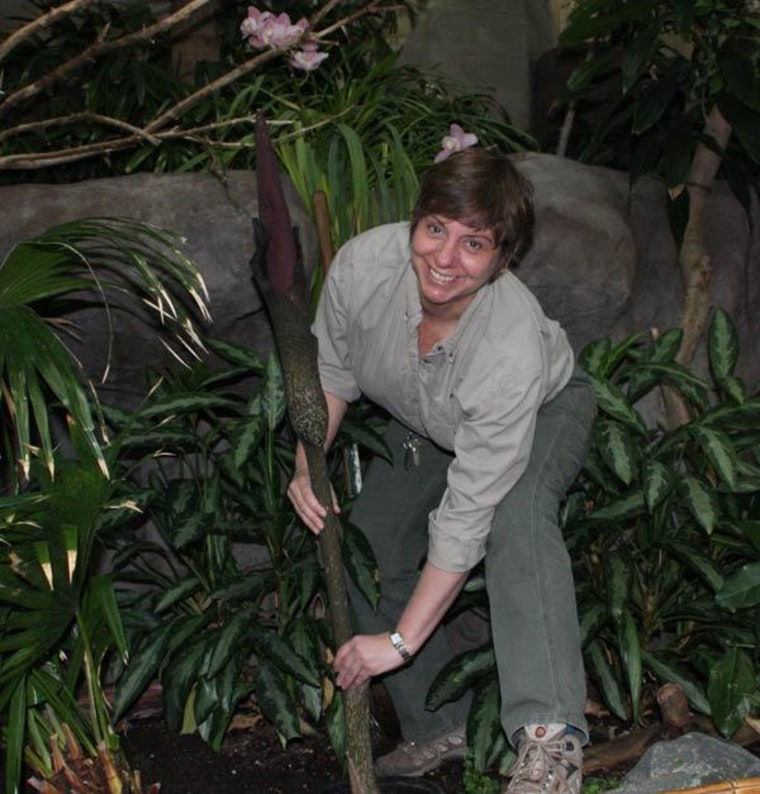 Kim Thomas, the Minnesota Zoo's horticulture supervisor, plants the beginning-to-bloom voodoo lily on exhibit for all the world to smell. She's smiling now, but that all could change soon.