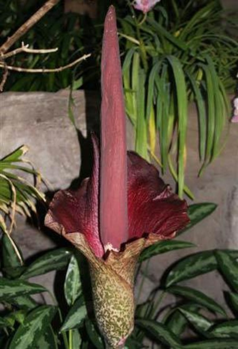Phew! The Minnesota Zoo is getting a noseful with its first voodoo lily. Don't be fooled — there are many flowers in this enormous bloom. The voodoo lily's outer "petal" is called a spathe, and is actually more similar to a leaf. The lily's flowers, both male and female, are tiny, and cover the large protuberance emerging from the lily's center, called a spadix. 