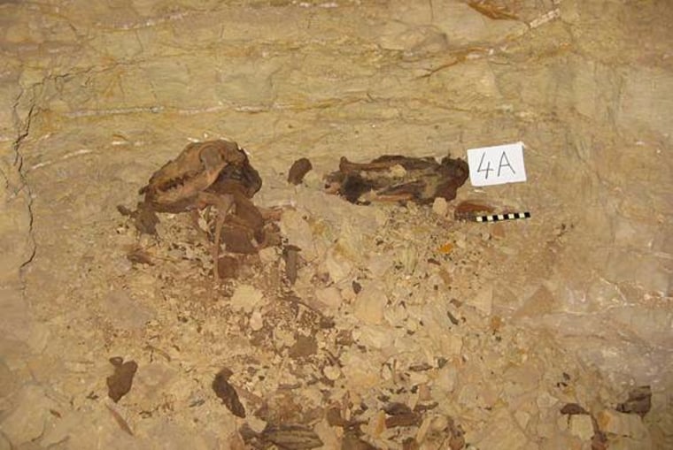 Dog remains uncovered in the catacombs beneath the Egyptian desert, located at Saqqara.