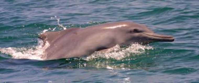 An Indo-Pacific humpback dolphin from the coastal waters of Oman.
