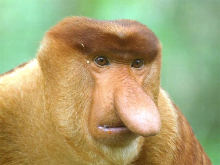 Image: Proboscis monkey