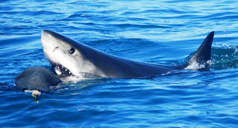 Image: Great white shark with seal decoy
