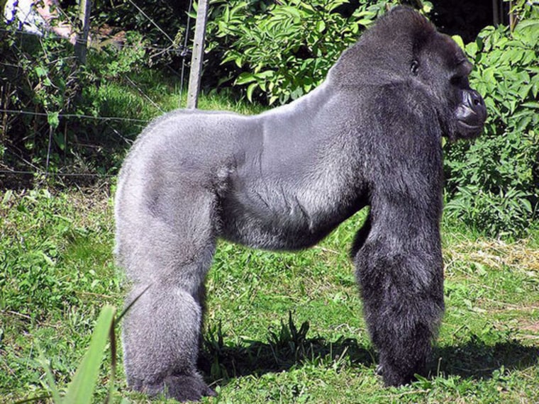 Now numbering only about 200 to 300 animals, Cross River gorillas live in fragmented populations in highland forests on the Nigeria-Cameroon border.