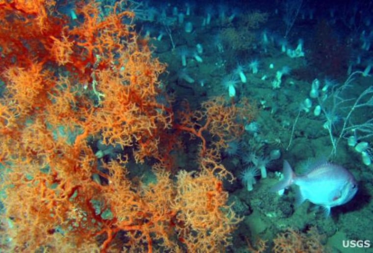 Black coral trees near Viosca Knoll in the Gulf of Mexico are among Earth's oldest living organisms.