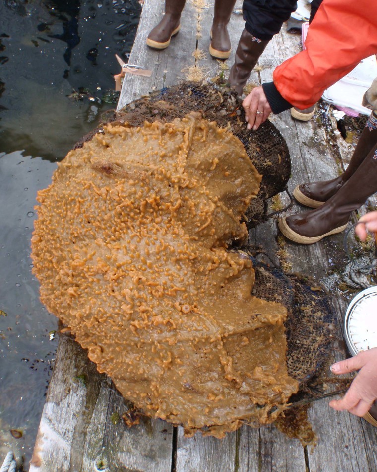 This specimen of "rock vomit" was pulled from a harbor in Sitka, Alaska.