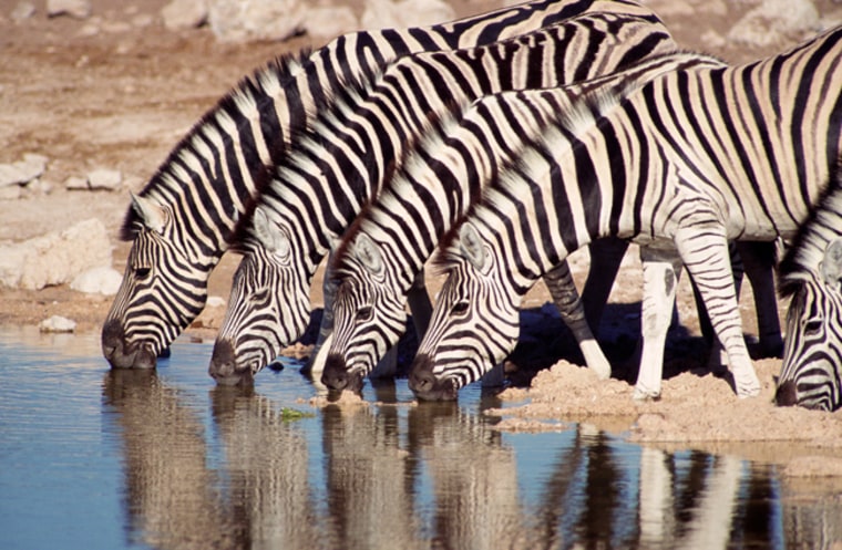 A team of computer scientists and biologists have developed a barcode-like scanning system called Stripespotter that automatically identifies individual zebras from a single photograph.