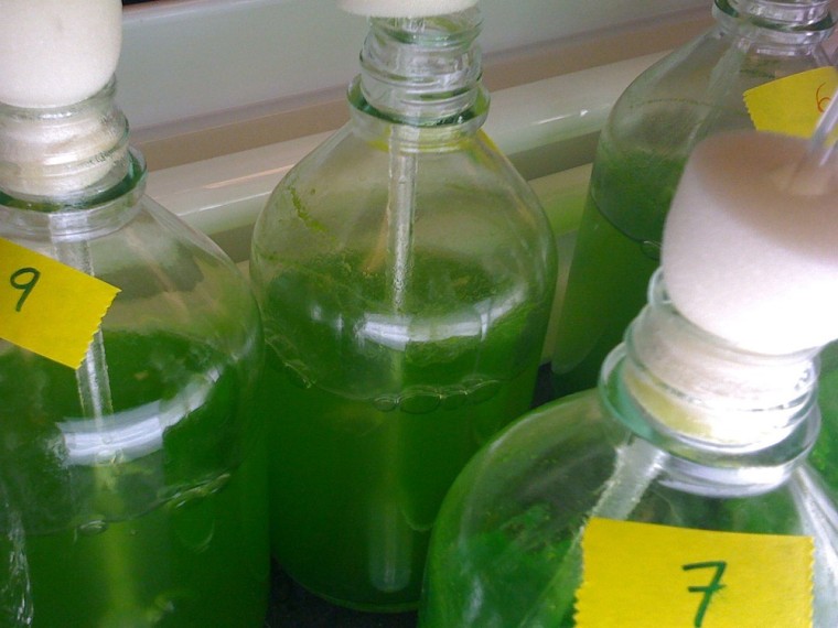 Image: A handout image show several bottles growing microalgae with high oil content