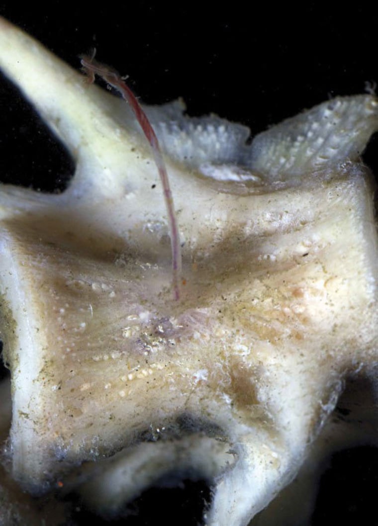 A female Osedax boneworm attached to a fish vertebra that it is feeding on.
