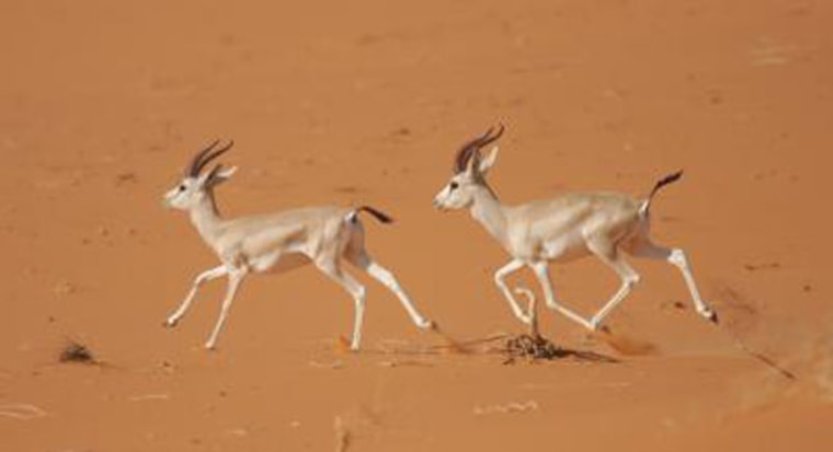 Image: Gazelles