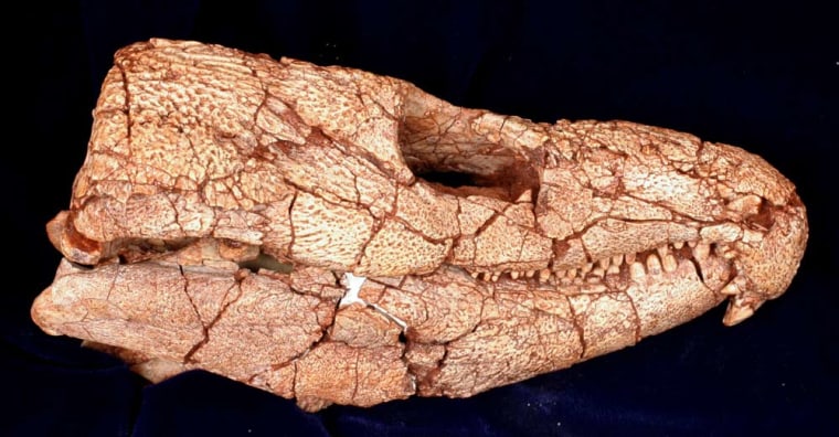 Image: Skull of ancient reptile