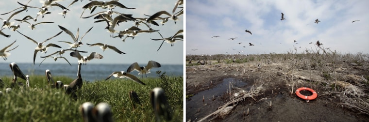 Image: Nesting terns and pelicans are seen on Cat Island on May 22, 2010, left. The second photo taken on April 8, 2011 near the same location, shows the shoreline heavily eroded.