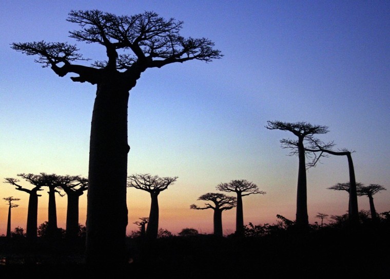 Image: MADAGASCAR-ENVIRONMENT-BAOBAB