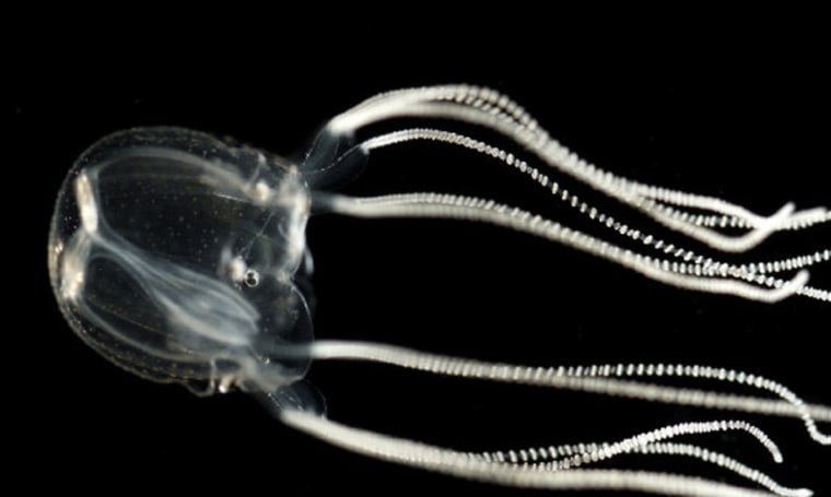 The eyes of a box jellyfish are located on the circular structure in the middle of the bottom edge of the jellyfish’s bell. The jellyfish has four such structures. Regardless of the jellyfish’s position, the upper lens eyes are oriented so they look upward. 